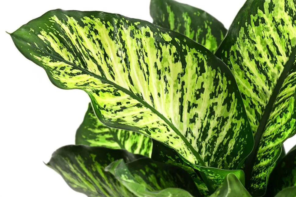 Dieffenbachie - Dieffenbachia seguine 'Maroba'