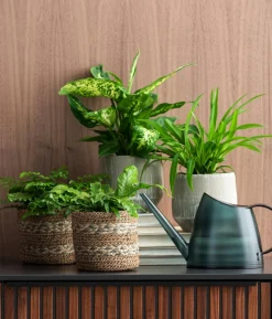 Dieffenbachie - Dieffenbachia seguine compacta