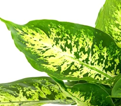 Dieffenbachie - Dieffenbachia seguine compacta