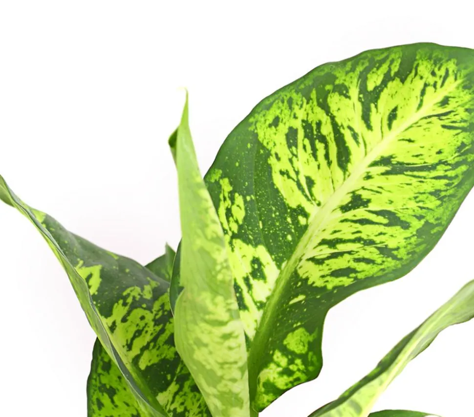 Dieffenbachie - Dieffenbachia maculata, verschiedene Sorten