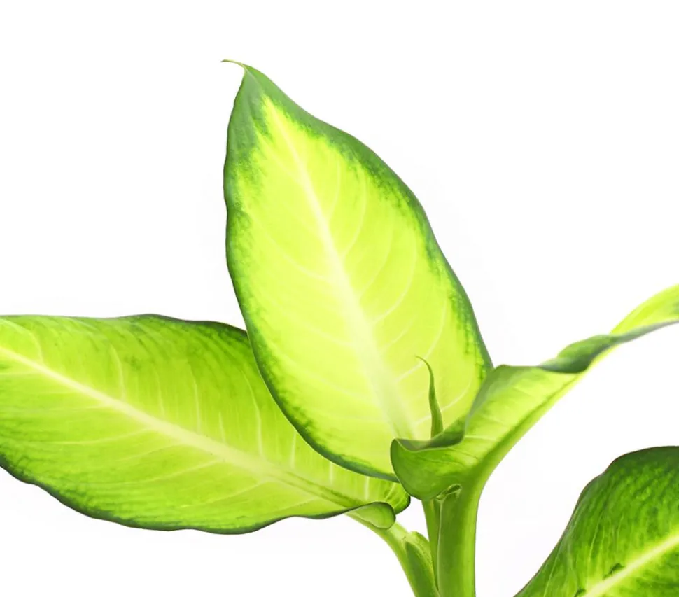 Dieffenbachie - Dieffenbachia maculata, verschiedene Sorten