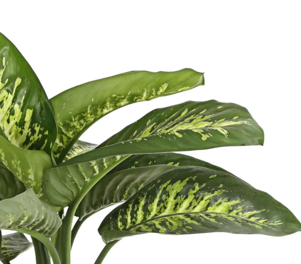 Dieffenbachie - Dieffenbachia amoena 'Reeva'
