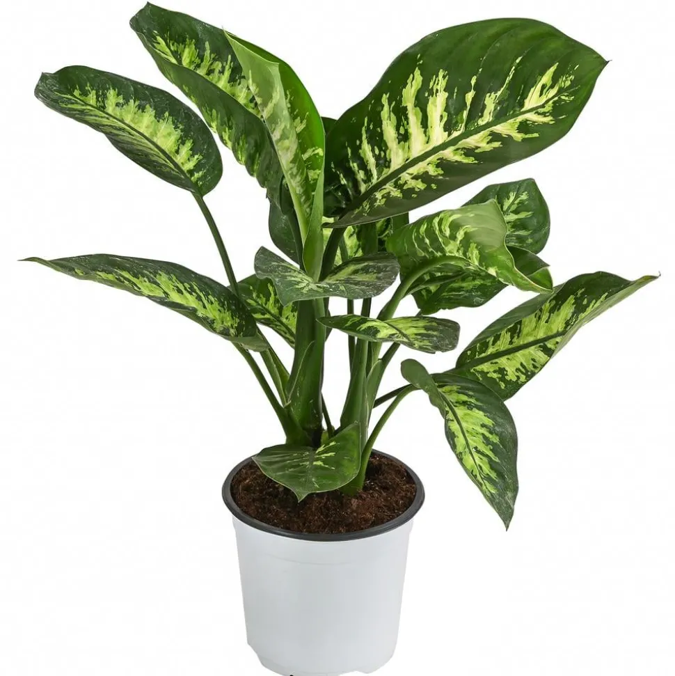 Dieffenbachie - Dieffenbachia 'Tropic Snow'