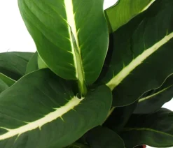 Dieffenbachien-Set - Dieffenbachia, 3-teilig