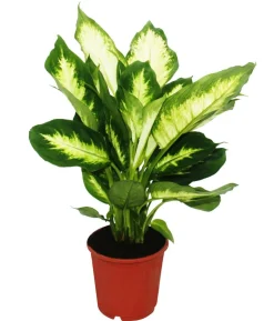 Dieffenbachien-Set - Dieffenbachia, 3-teilig
