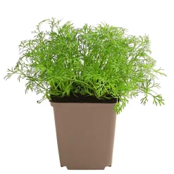 Dill