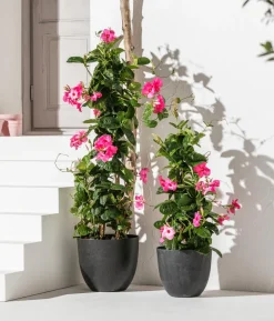 Dipladenie, Pyramide, rosa