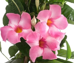 Dipladenie, Pyramide, rosa