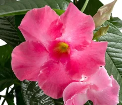 Dipladenie, Pyramide, rosa