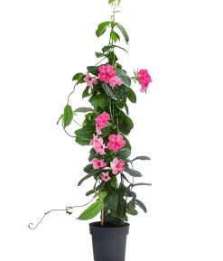 Dipladenie, Pyramide, rosa