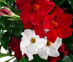 Dipladenie, Pyramide, verschiedene Farben