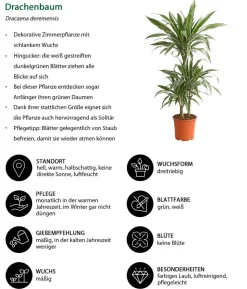Drachenbaum - Dracaena deremensis 'White Stripe'