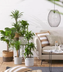 Drachenbaum - Dracaena deremensis 'White Stripe'