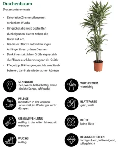 Drachenbaum - Dracaena deremensis 'White Stripe'