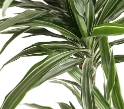 Drachenbaum - Dracaena deremensis 'White Stripe'