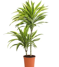 Drachenbaum - Dracaena fragrans 'Lemon Lime'