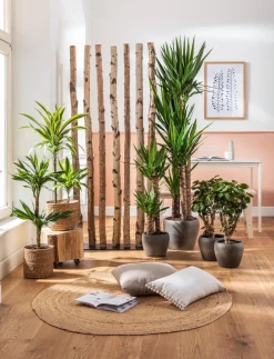 Drachenbaum - Dracaena fragrans 'Lemon Lime'