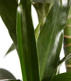 Drachenbaum - Dracaena fragrans 'Lisa'