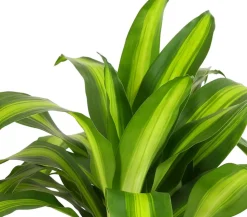 Drachenbaum - Dracaena fragrans 'Massangeana'