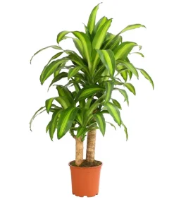 Drachenbaum - Dracaena fragrans 'Massangeana'