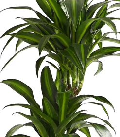 Drachenbaum - Dracaena fragrans 'Hawaiian Sunshine'