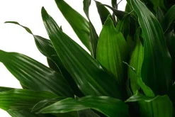 Drachenbaum - Dracaena fragrans 'Green Jewel', Hydrokultur