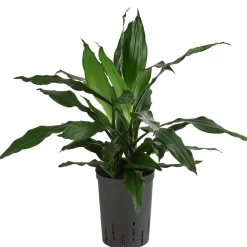 Drachenbaum - Dracaena 'Janet Craig', Hydrokultur
