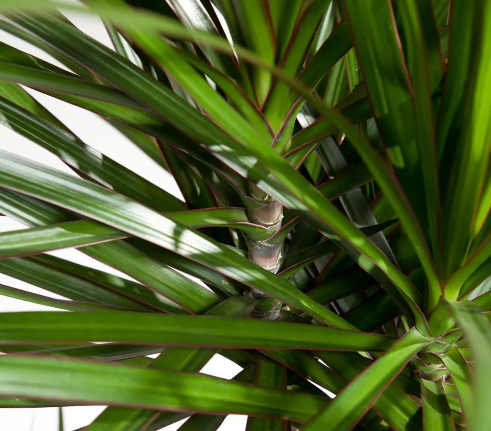 Drachenbaum - Dracaena marginata