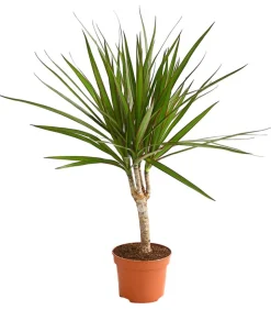 Drachenbaum - Dracaena marginata