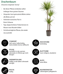 Drachenbaum - Dracaena marginata 'Sunray'