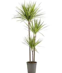 Drachenbaum - Dracaena marginata 'Sunray'