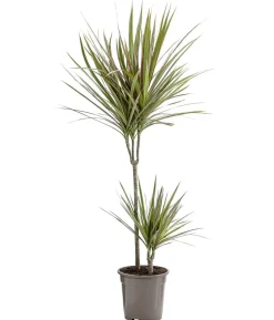 Drachenbaum - Dracaena marginata 'Bicolor'