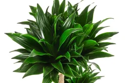 Drachenbaum - Dracaena compacta, Hydrokultur