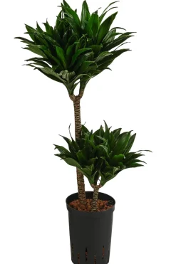 Drachenbaum - Dracaena compacta, Hydrokultur