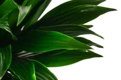 Drachenbaum - Dracaena compacta, Hydrokultur