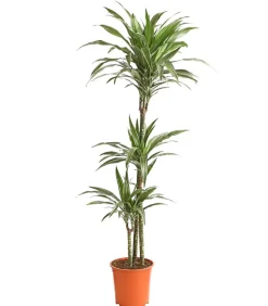 Drachenbaum - Dracaena deremensis 'White Stripe'