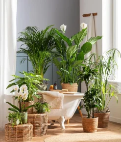 Drachenbaum - Dracaena deremensis 'Dorado'