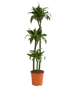 Drachenbaum - Dracaena deremensis 'Dorado'