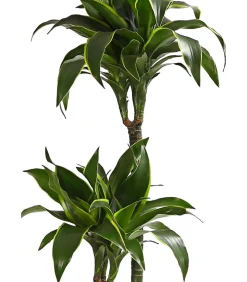 Drachenbaum - Dracaena deremensis 'Dorado'
