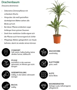 Drachenbaum - Dracaena deremensis 'White Stripe'