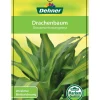 Drachenbaum - Dracaena fragrans 'Massangeana', Karussell
