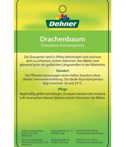 Drachenbaum - Dracaena fragrans 'Massangeana', Karussell
