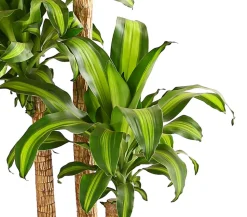 Drachenbaum - Dracaena fragrans 'Massangeana'