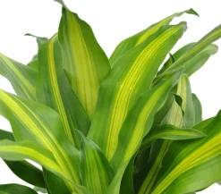 Drachenbaum - Dracaena fragrans 'Massangeana'