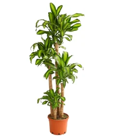 Drachenbaum - Dracaena fragrans 'Massangeana'