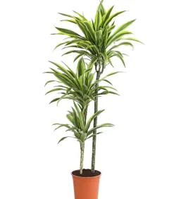 Drachenbaum - Dracaena fragrans 'Lemon Lime'