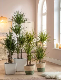 Drachenbaum - Dracaena fragrans 'Lemon Lime'