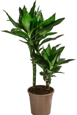 Drachenbaum - Dracaena fragrans 'Lisa'