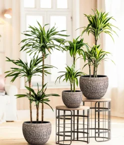 Drachenbaum - Dracaena fragrans 'Hawaiian Sunshine'