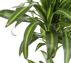 Drachenbaum - Dracaena fragrans 'Hawaiian Sunshine'